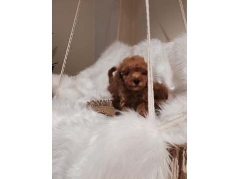 Mükemmel kalite toy poodle