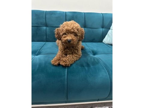 Toy poodle yavru