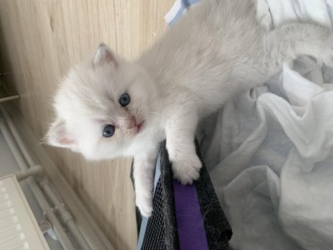 Safkan erkek kedimiz yeni ailesini arıyor