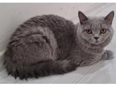 Safkan british shorthair