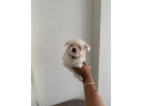 Kar topu bebek köpeğimiz