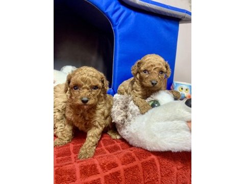 Minyatür poodle minyonlar