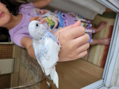 Yavru ele alışık muhabbet kuşları