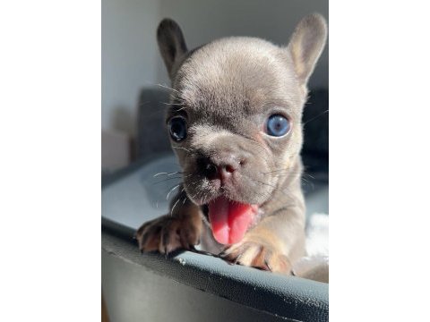 Mavi gözlü ev bakımı french bulldog yavrum