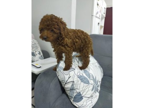 Toy poodle 3 aylık köpeğimiz