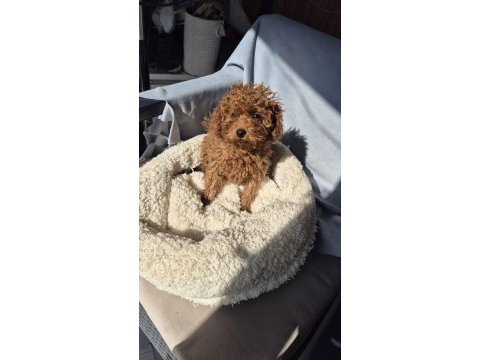 3 aylık prenses poodle