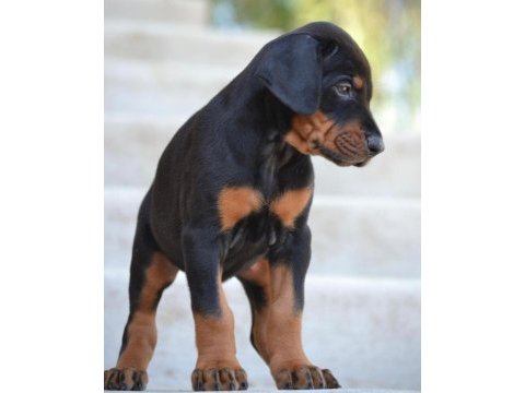 Secereli babadan doberman yavruları
