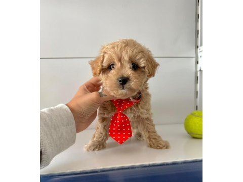 Mini maltipoo bakımı kolay bebekler 