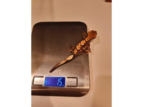 Yavru crested gecko