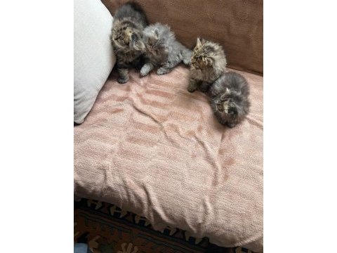 Chinchilla scottish fold dik kulak karışık 8 yavru