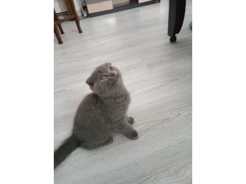 British shorthair koca kafa oğlumuz