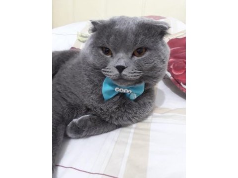 Minik british shorthair bebeklerimiz