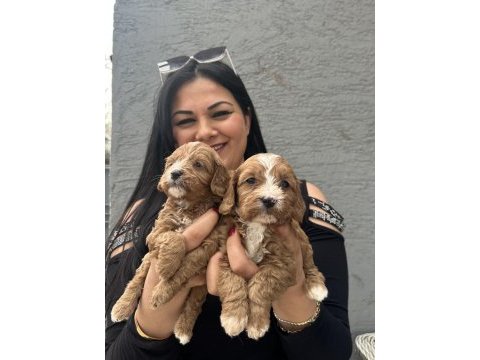 Ufacık maltipoo yavrularım