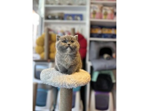 Top kafa kısa kulak safkan show kalite british shorthair