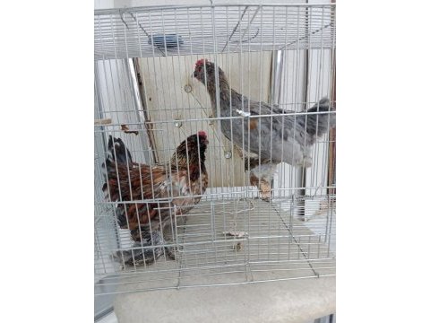 Üç aylık ispenç horoz iki adet