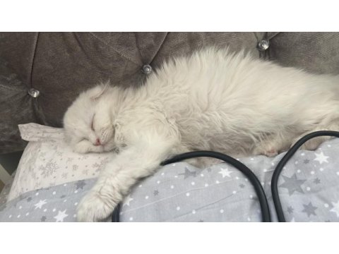 3 aylık scottish fold kızımıza yuva