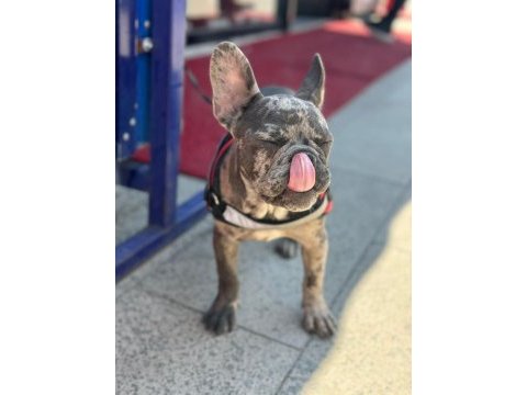 5 aylık dişi merlin french bulldog