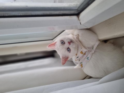 British shorthair kardeşler