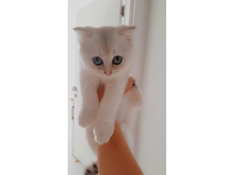 Erkek yavru kedimiz