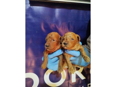 Koyu kahverengi toy poodle yavrusu yeni yuvasını arıyor