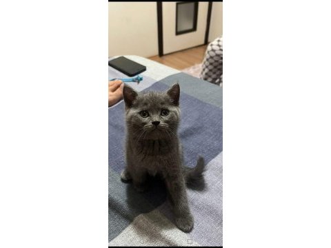 British shorthair yavrular