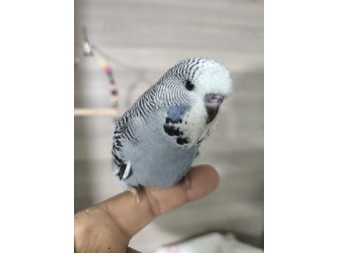 Bebek muhabbet kuşları