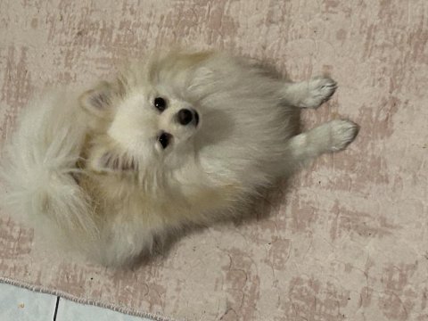 Dişi pomeranian 1 yaşını doldurdu
