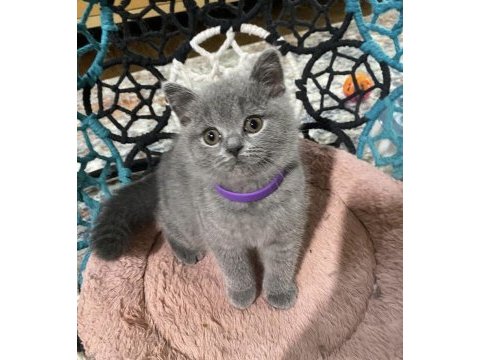 Güzeller güzeli brıtısh shorthair yavrularım 