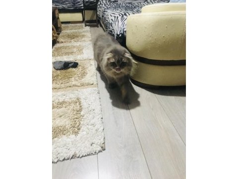 Damızlık scottish fold kısırlaştırılmamıştır