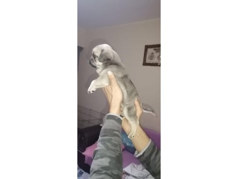 Pug köpeğimiz için ararsanız sevinirim