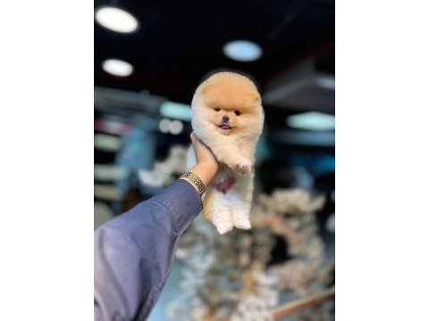 Pomeranian boo pamuk şekeri tadında
