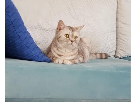 Evimizin bıçırık fındığı british shorthair