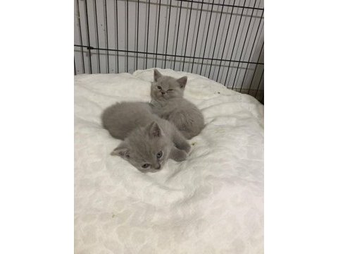 Sütten kesilmiş 2 aylık british shorthair