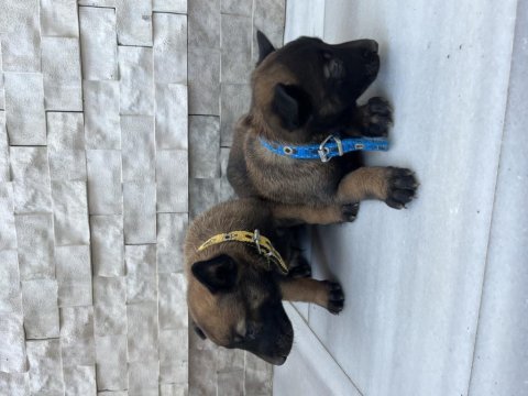 Orjinal saf kan malinois