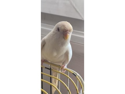 3 aylık beyaz kırmızı göz lutino muhabbet kuşu