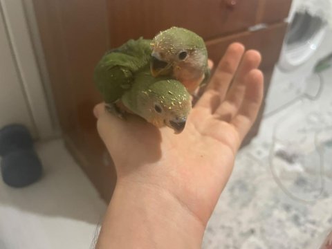Ele omuza alışkın el beslemesi yapılmış takım sevda