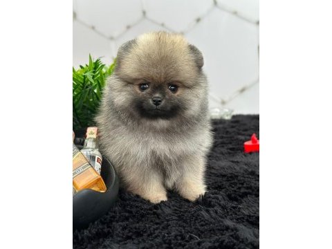 Pamuk şeker köpekler
