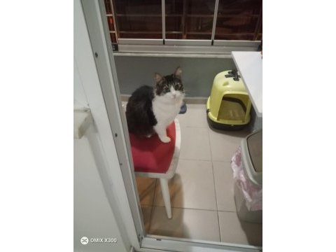 Kısırlaştırılmış tekir yuvasını arıyor