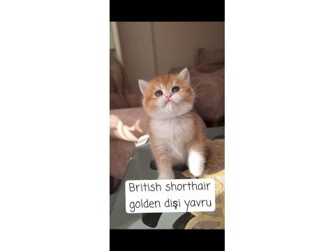 Safkan british longhair ve shorthair yavrular
