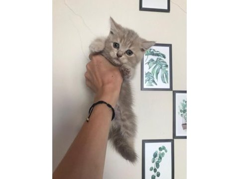 British longhair 4 yavrumuz