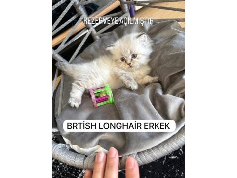 British longhair paşam rezerveye açılmıştır