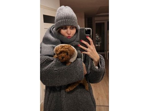 Orijinal toy poodle bebekleri
