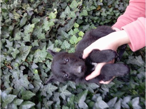 Son solid black sağlam kan hattı efsane yavru alman kurdu