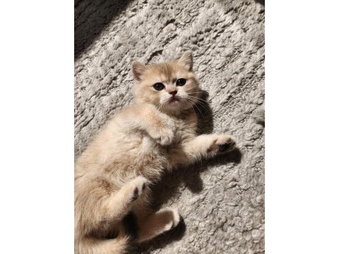 British shorthair golden ay12