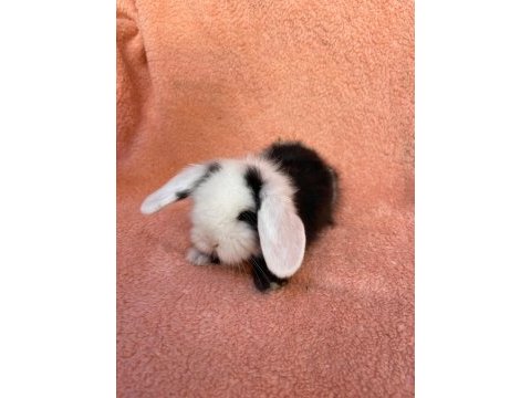 Hollanda teddy lop tavşanı