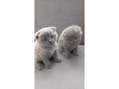 Scottish fold mavi gözlüler