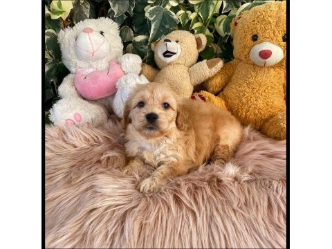 Maltipoo bebeklerim