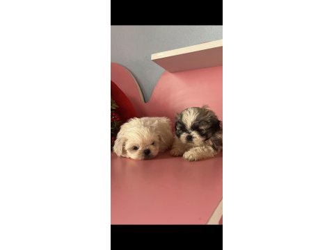 Mini mini shih tzu yavrular sizi bekliyor