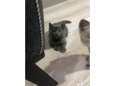 Bebeğim yeni yuvasına hazır british shorthair