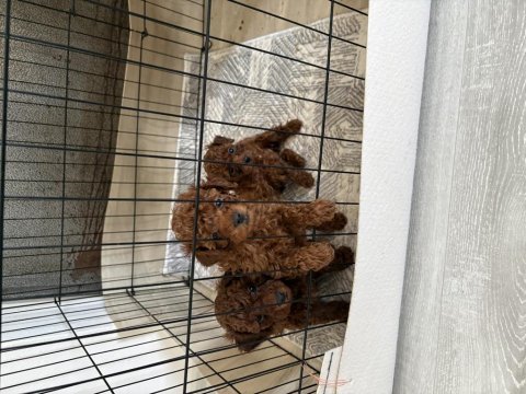 Toy poodle teslime hazır dişi erkek yavrular